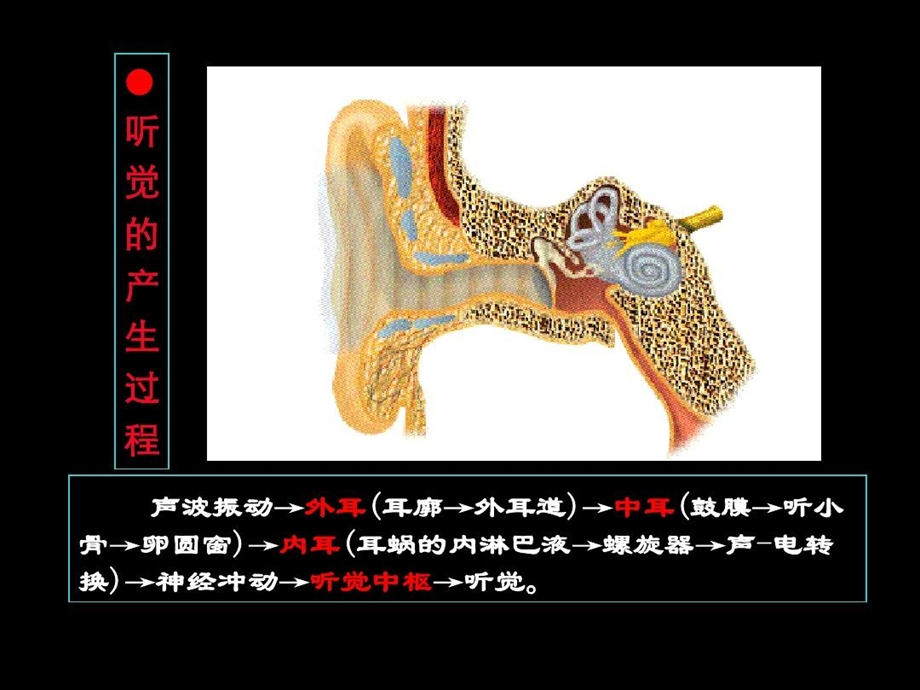 神经系统的感觉功能听觉课件.ppt_第3页