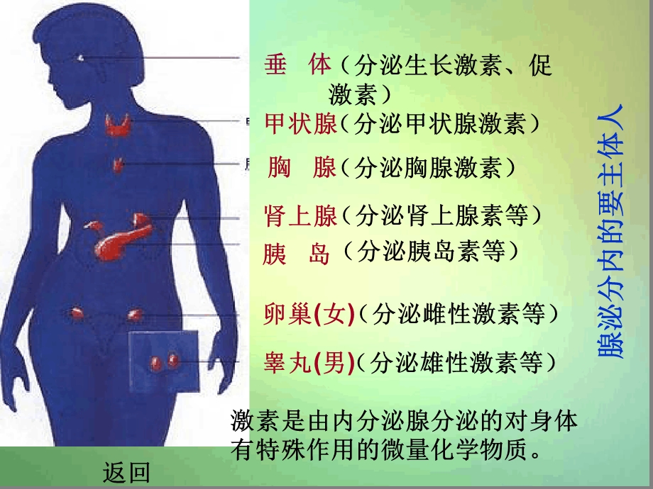 苏教版七年级下册第一节激素调节课件.ppt_第3页