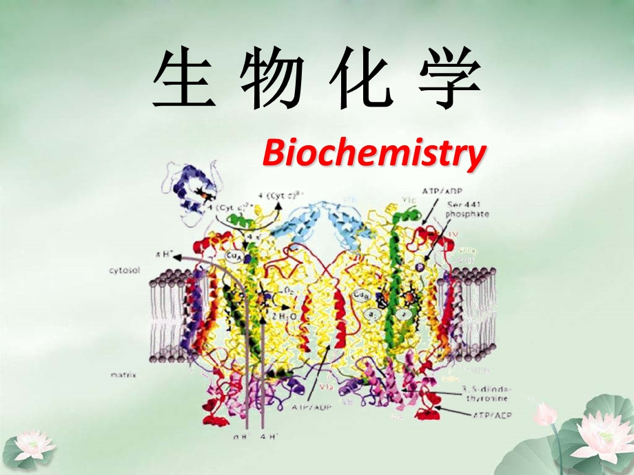 生物化学的发展简史..ppt_第1页