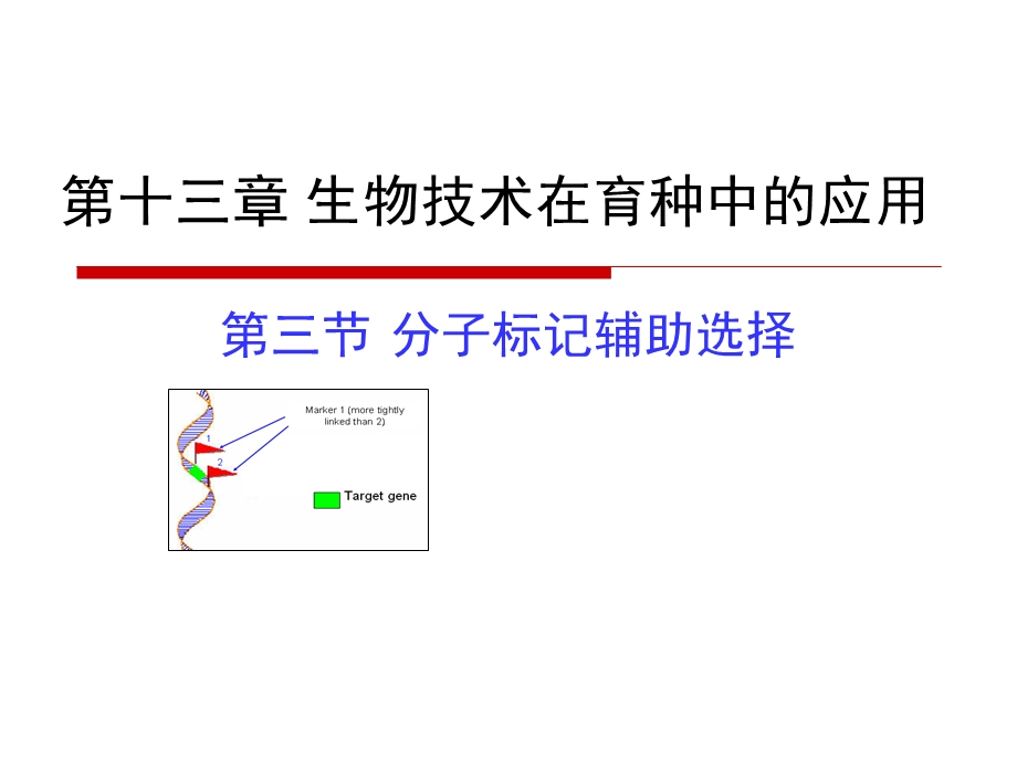 育种学ppt课件-13-3-分子标记辅助育种.ppt_第1页