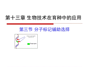 育种学ppt课件-13-3-分子标记辅助育种.ppt