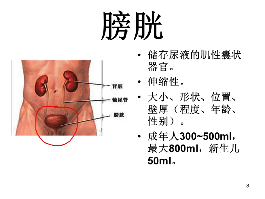 膀胱解剖及临床优质ppt课件.ppt_第3页