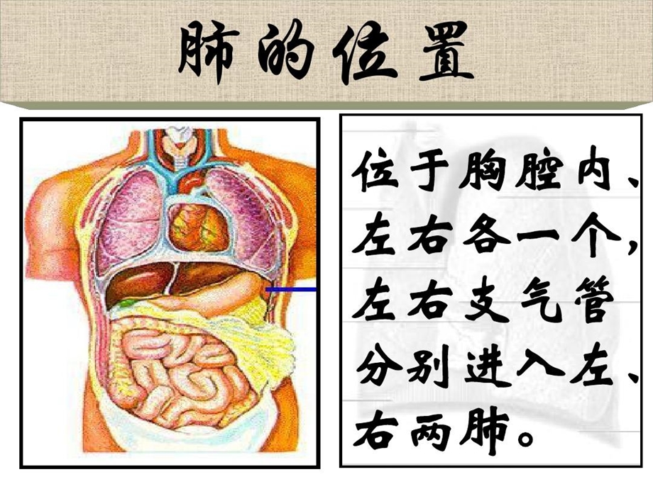 神经源性呼吸肌麻痹呼吸肌麻痹课件.ppt_第3页