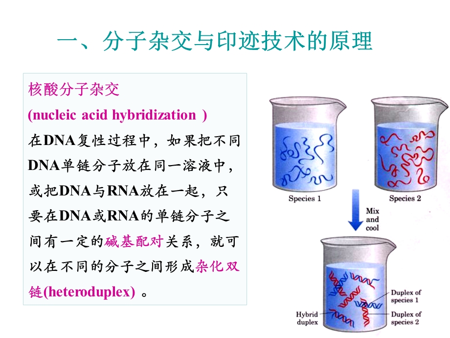 生物化学分子杂交.ppt_第2页