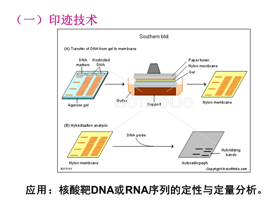 生物化学分子杂交.ppt_第3页