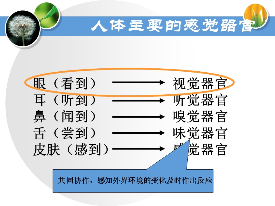 第一节人体对外界环境的感知课件.ppt_第3页