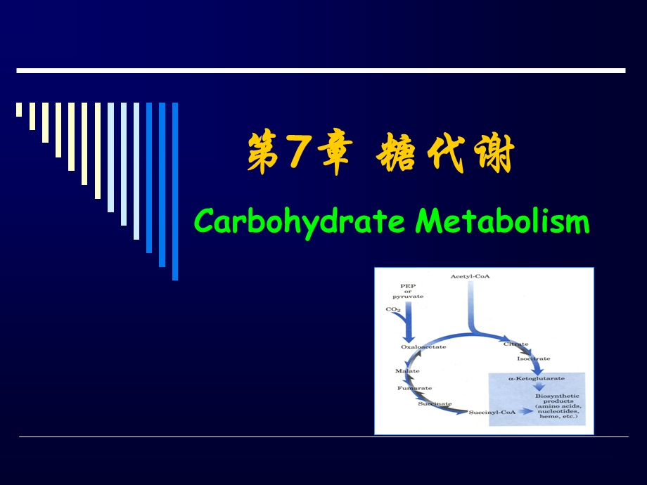 生物化学课件7糖代谢.ppt_第1页