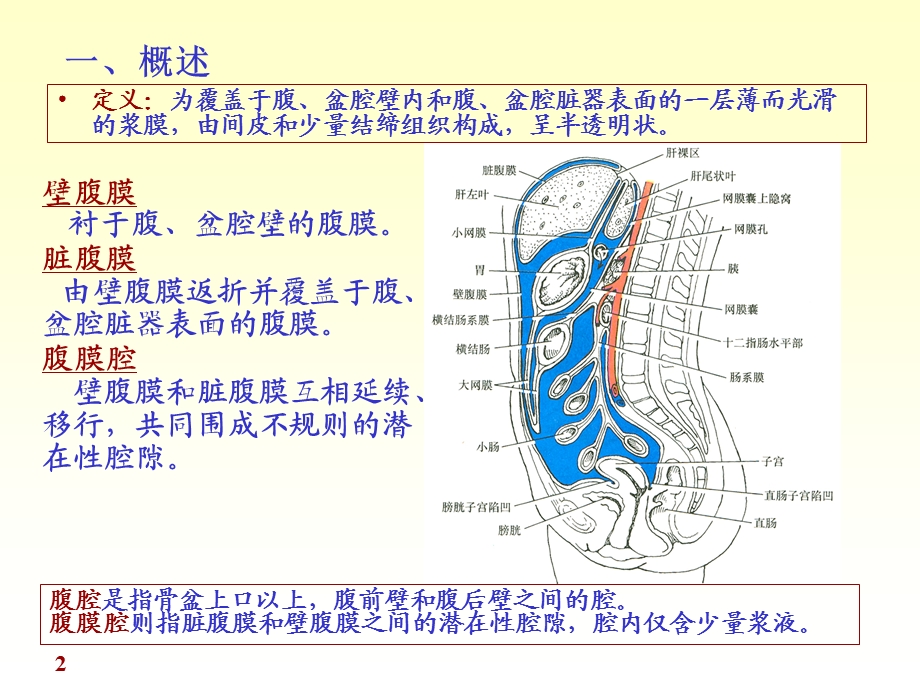 系统解剖学腹膜讲述课件.ppt_第2页