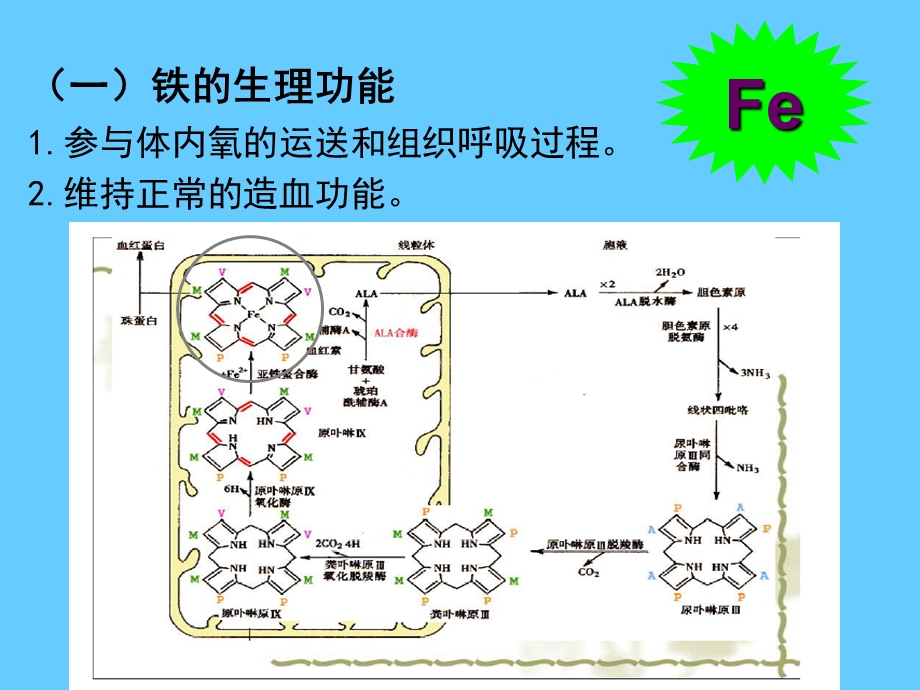 营养学——矿物质铁课件.ppt_第2页