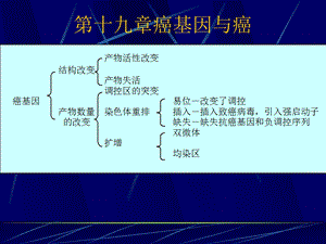 第十九章癌基因与癌课件.ppt