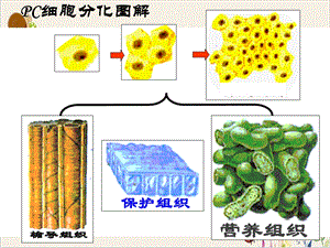 细胞的生命历程生长衰老和癌变课件.pptx