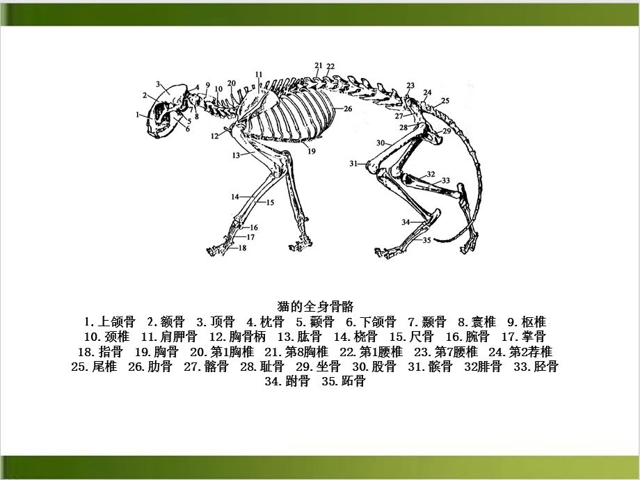 猫的解剖生理特征课件.pptx_第2页