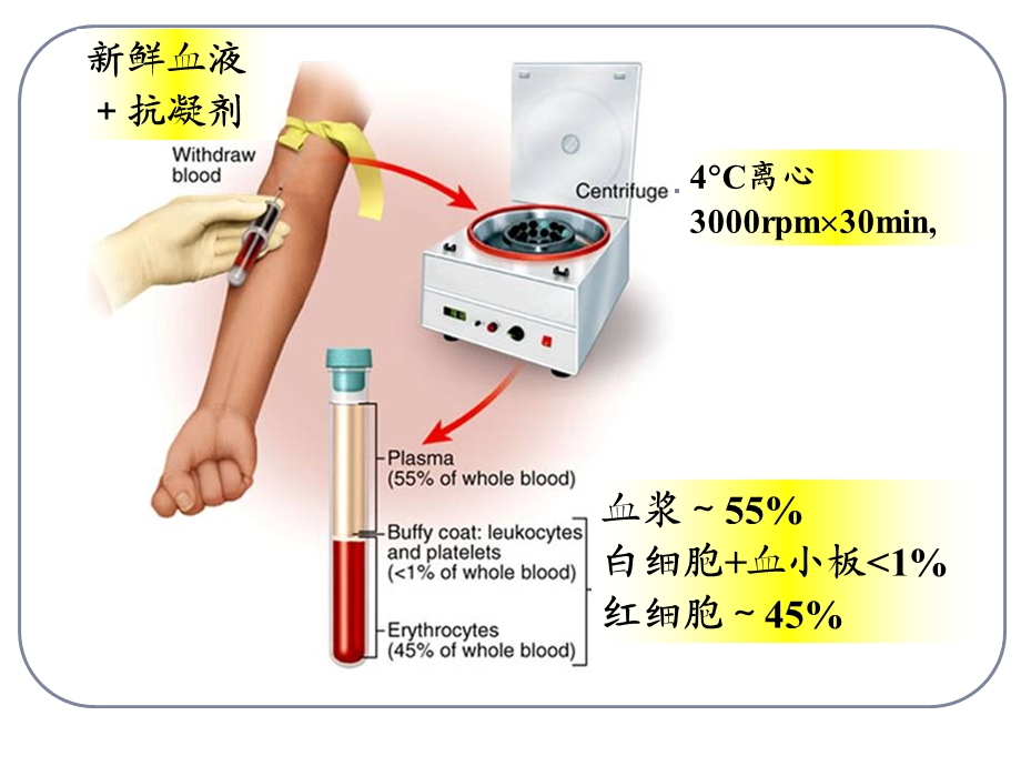 生理学03血液.ppt_第2页