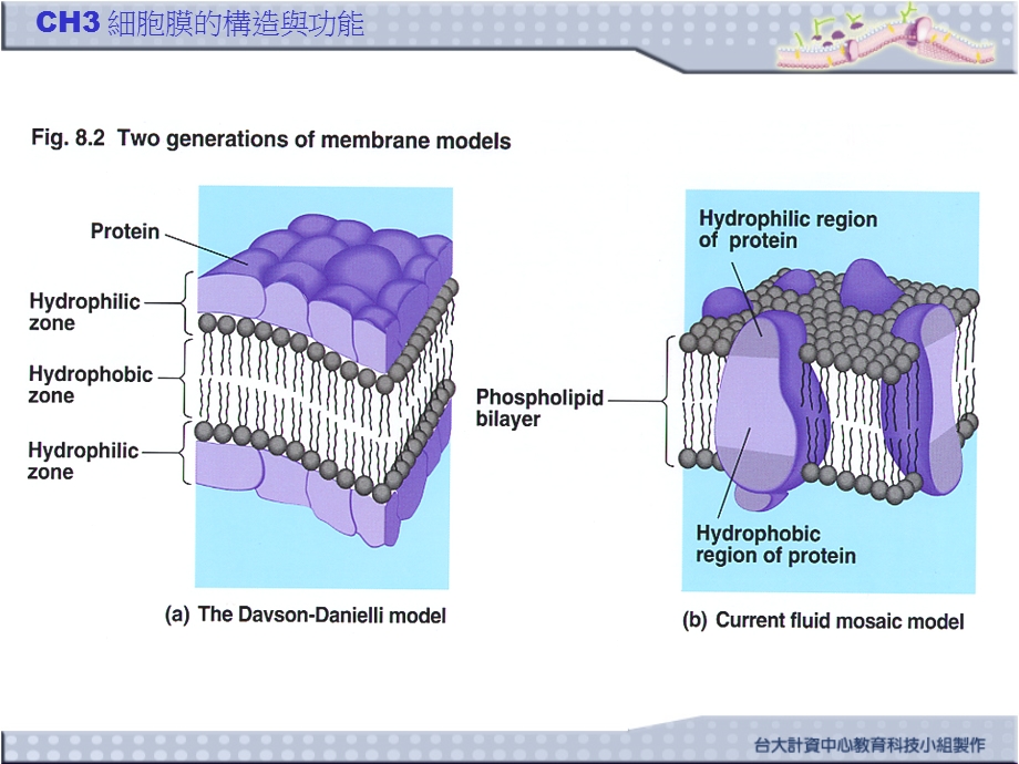 细胞膜的构造与功能MembraneStructureandFunction课件.ppt_第3页