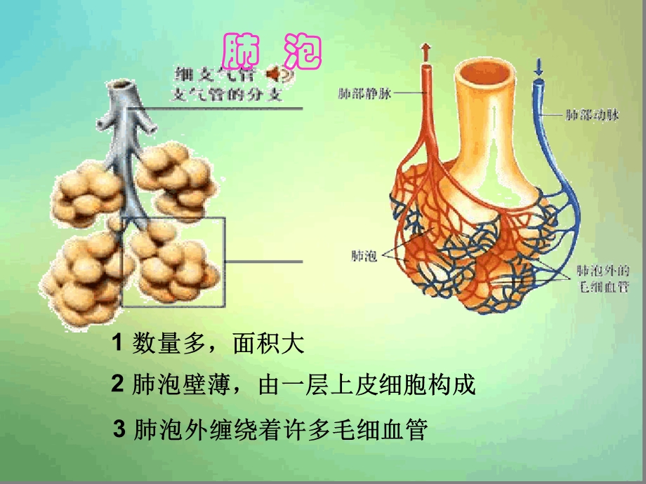 苏教版七年级下册人体内的气体交换课件.ppt_第3页