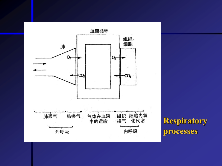 生理学之呼吸系统.ppt_第2页