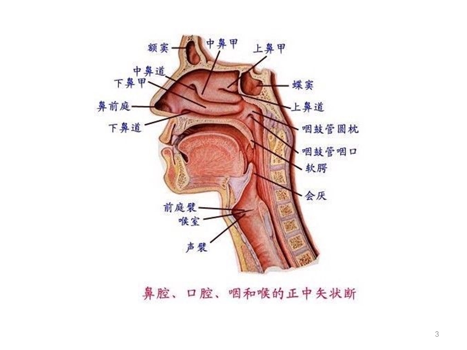 气管切开病人术后护理参考ppt课件.ppt_第3页