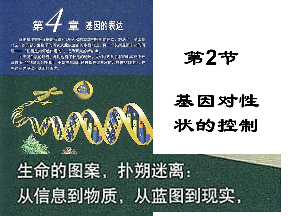 第2节-基因对性状的控制课件.ppt_第1页