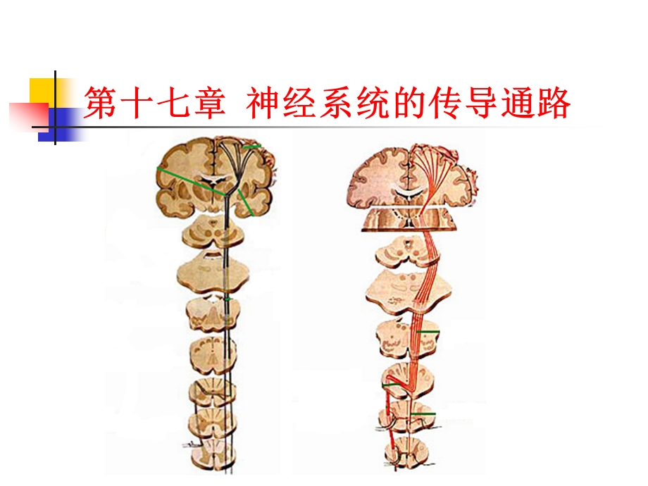 神经系统的传导通路资料课件.ppt_第1页