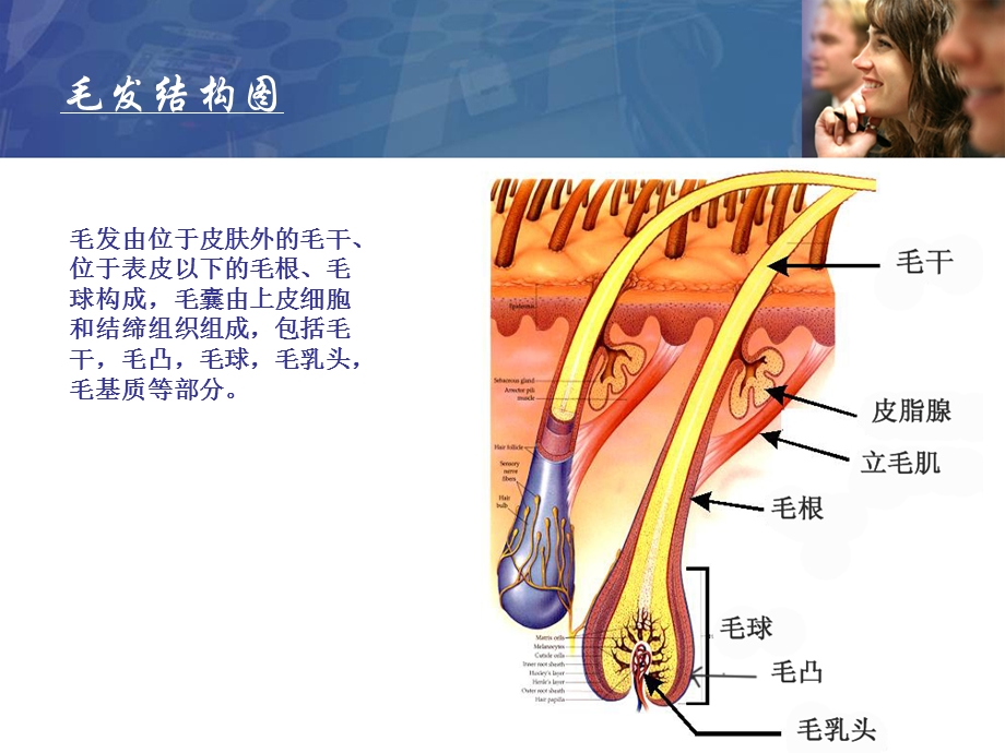 脱毛讲解ppt课件.pptx_第1页