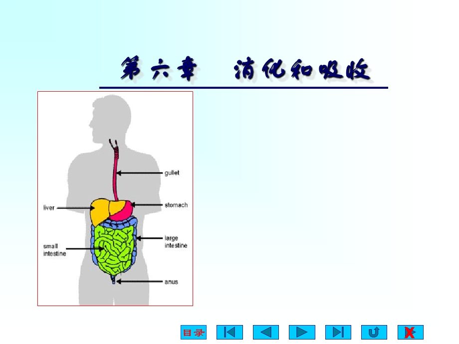 生理学消化与吸收.ppt_第1页