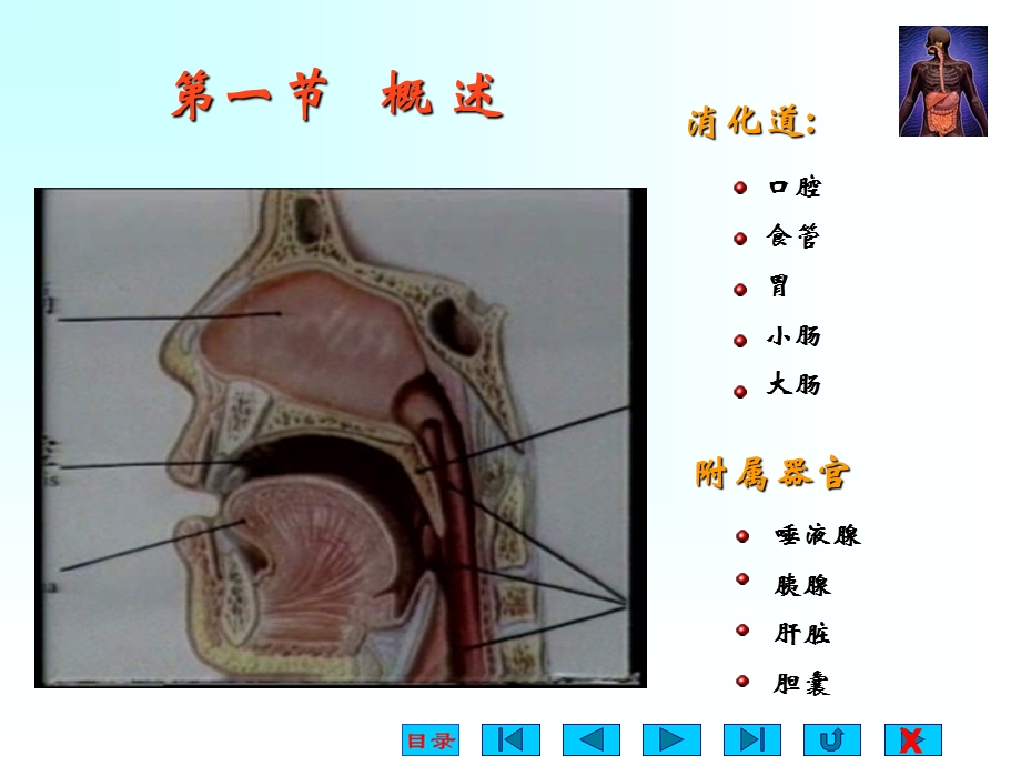 生理学消化与吸收.ppt_第2页