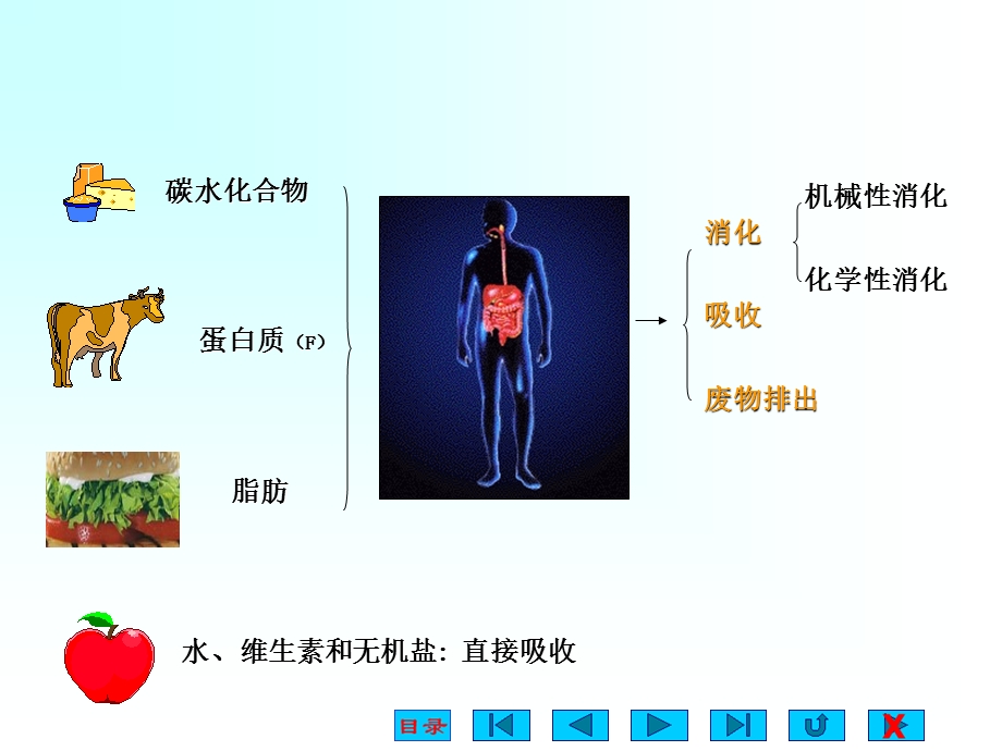 生理学消化与吸收.ppt_第3页