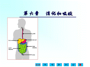 生理学消化与吸收.ppt