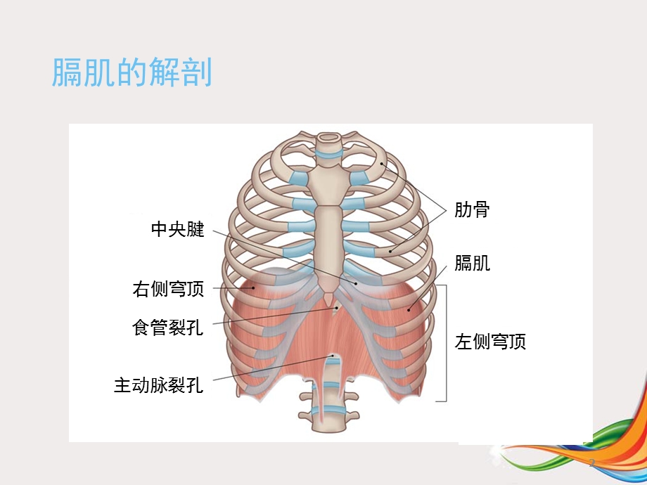 膈肌超声评估学习ppt课件.ppt_第2页