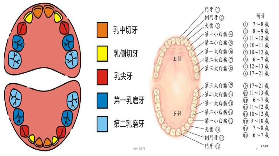 牙齿阿姨请问你课件.ppt_第3页