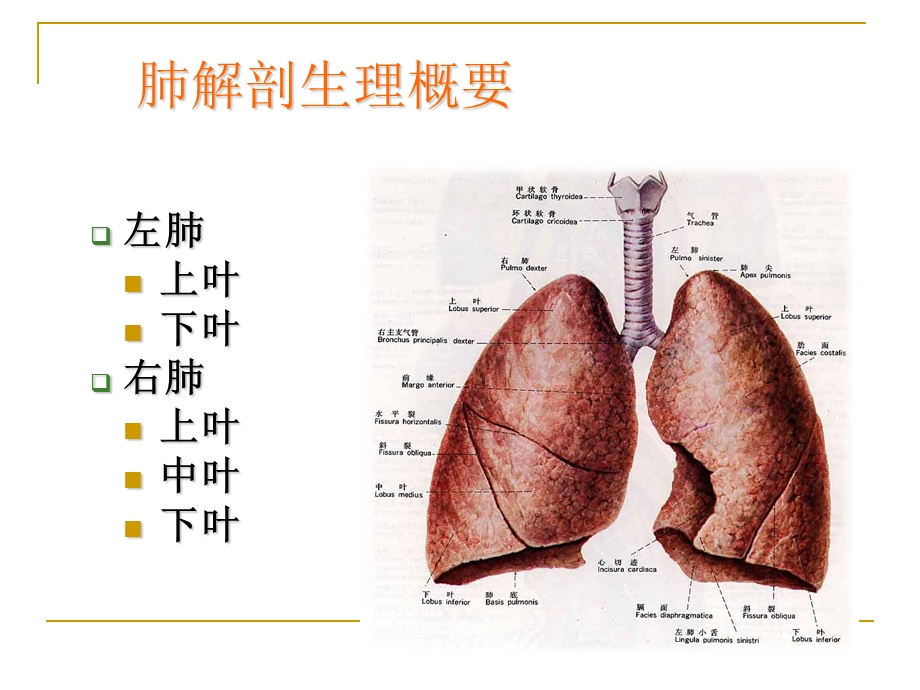 肺癌的疾病常规及护理要点课件.ppt_第1页