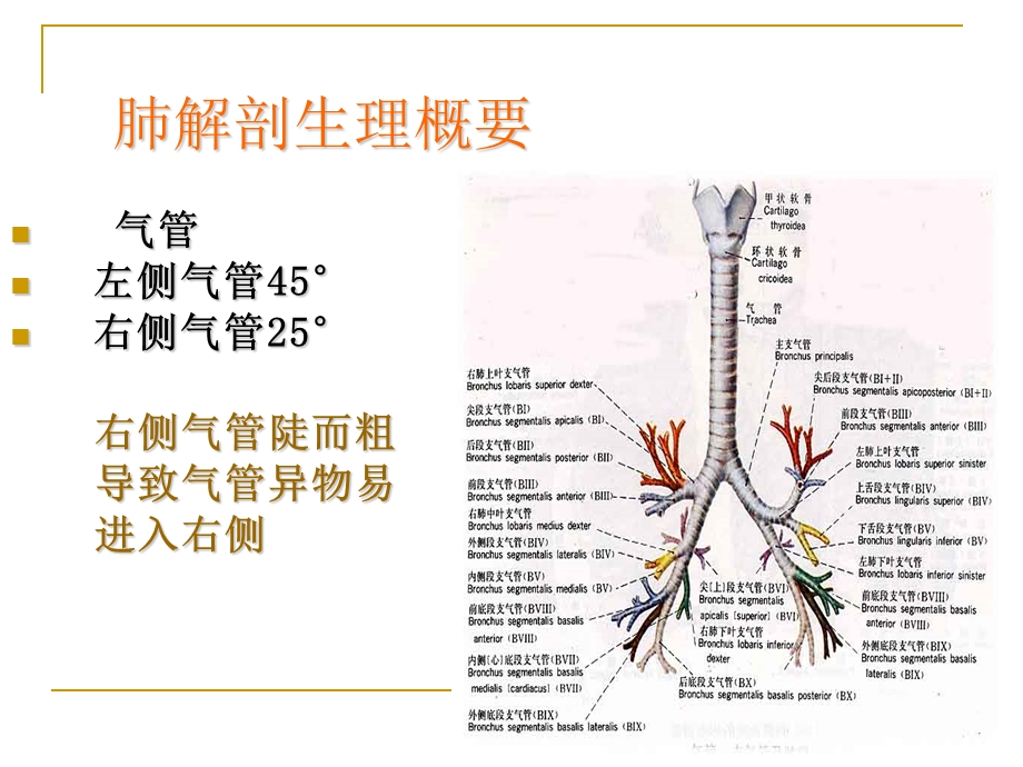 肺癌的疾病常规及护理要点课件.ppt_第2页