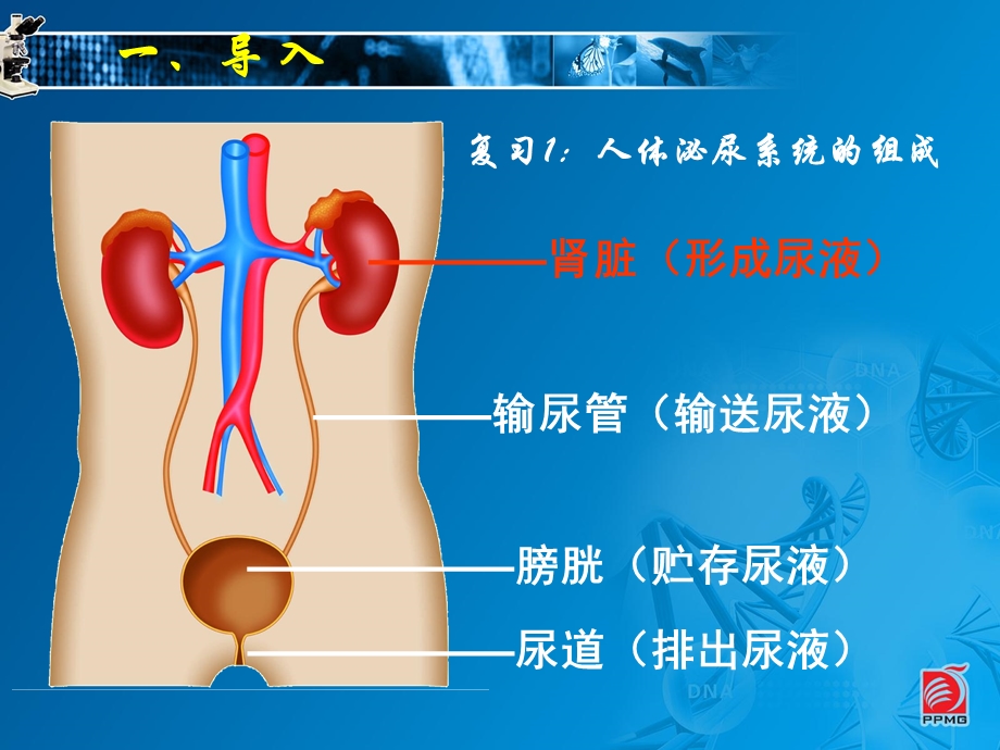 苏科版初中生物八上第六单元15.2《人体内废物的排出--尿液的形成和排尿的意义.》课件.ppt_第3页