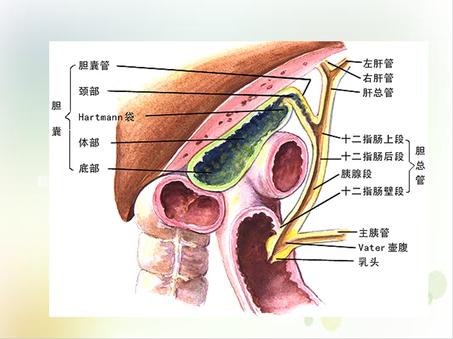 胆石症的诊断与治疗及病例分析优质ppt课件.ppt_第3页