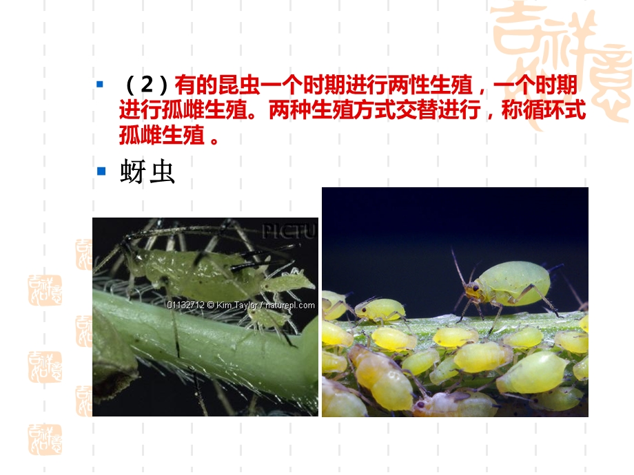 第二节昆虫繁殖及发育选编课件.ppt_第3页