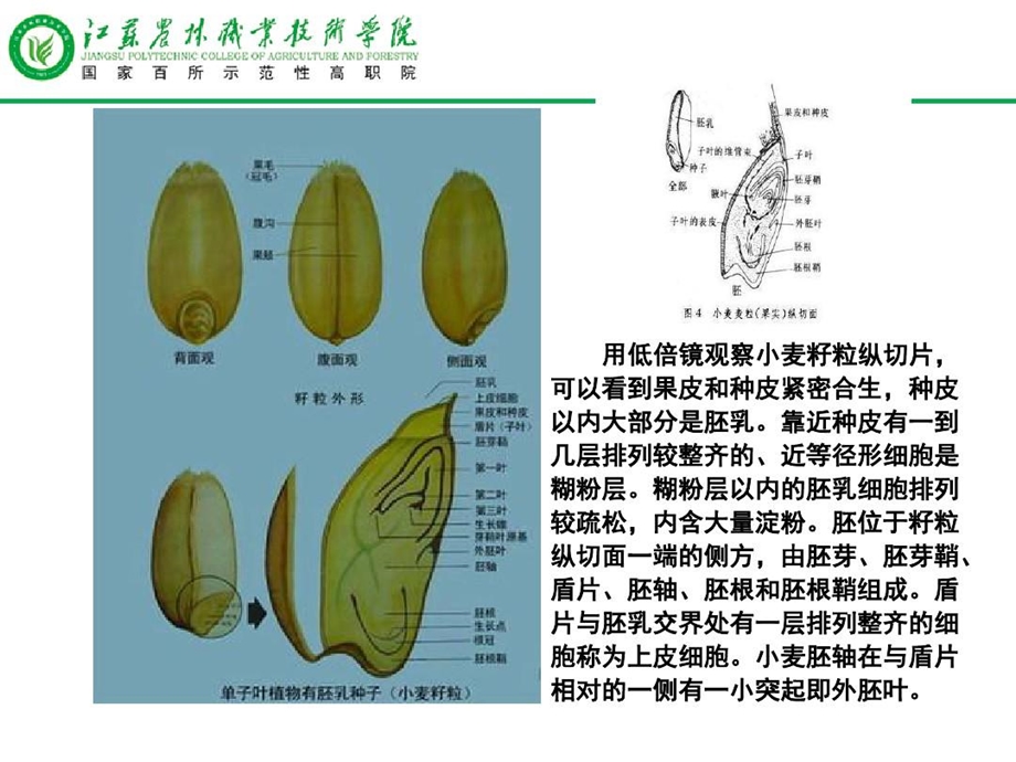 模块二小麦播前准备课件.ppt_第3页