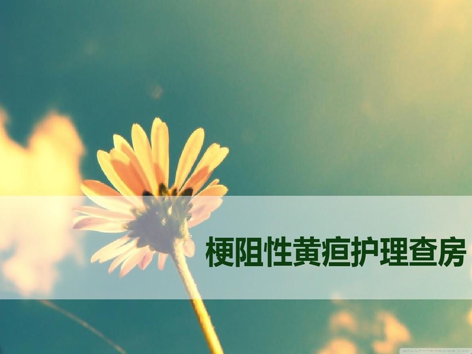 梗阻性黄疸护理查房精选幻灯片课件.ppt_第1页