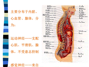 第三章周围神经系统脊神经组成脑神经内脏神经第一节脊神经脊神经课件.ppt