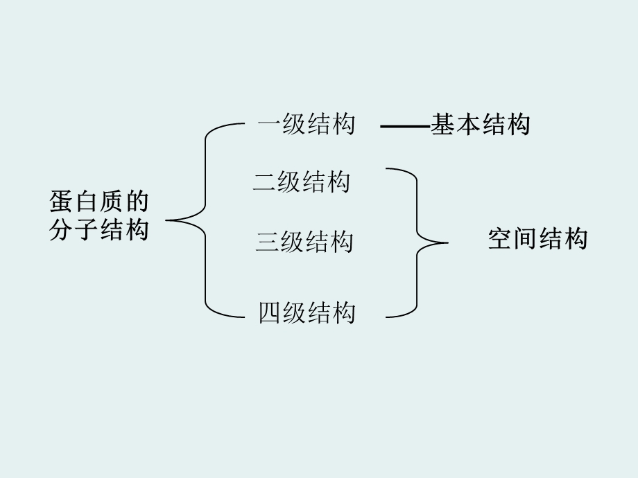 第二节蛋白质的分子结构选编课件.ppt_第2页