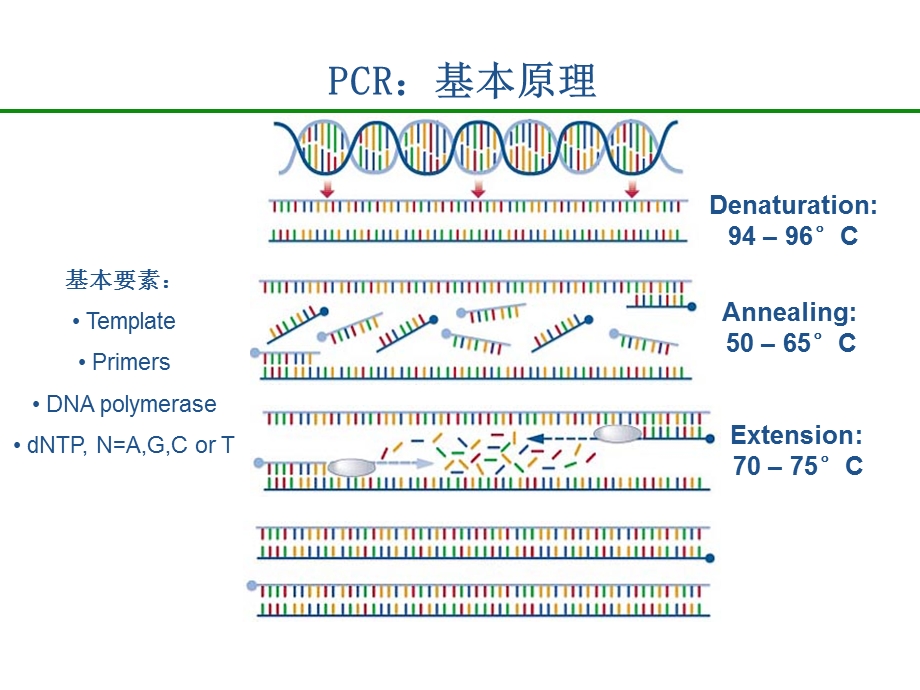 荧光值所对应的PCR循环次数课件.ppt_第3页