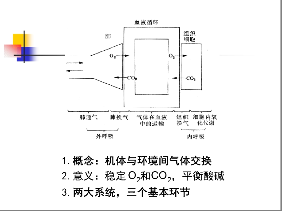 呼吸生理-生理学课件.ppt_第2页