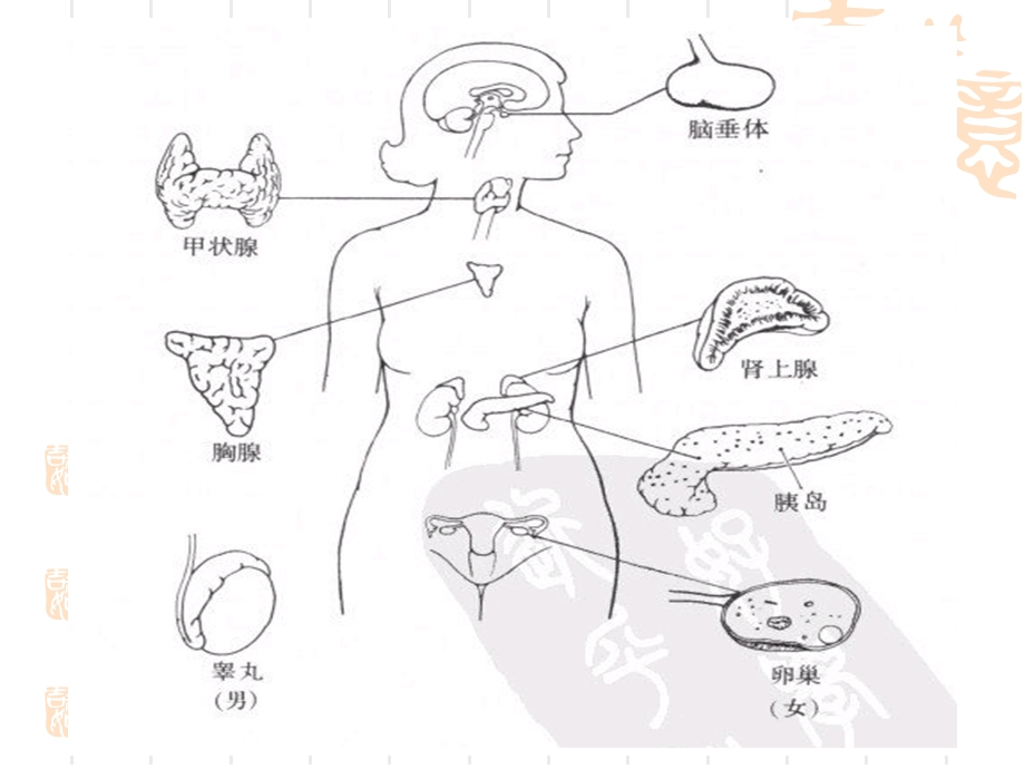 内分泌和神经时课件.pptx_第3页