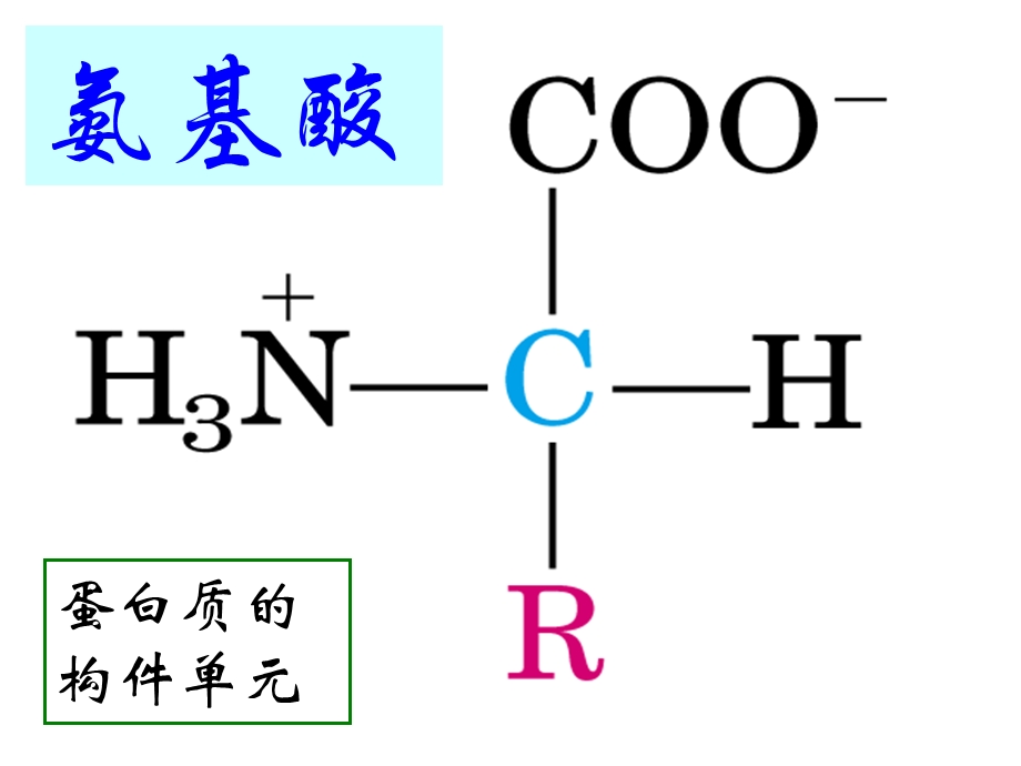 蛋白质-氨基酸、肽、蛋白分子结构课件.ppt_第1页