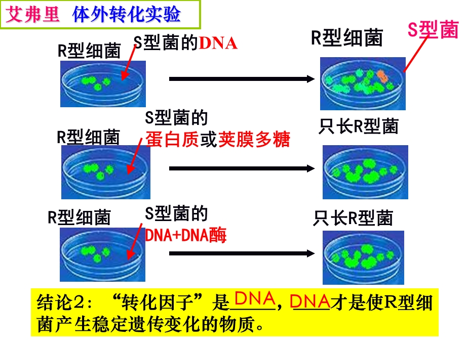 噬菌体侵染细菌的实验-公开课(优质课比赛)课件.ppt_第3页