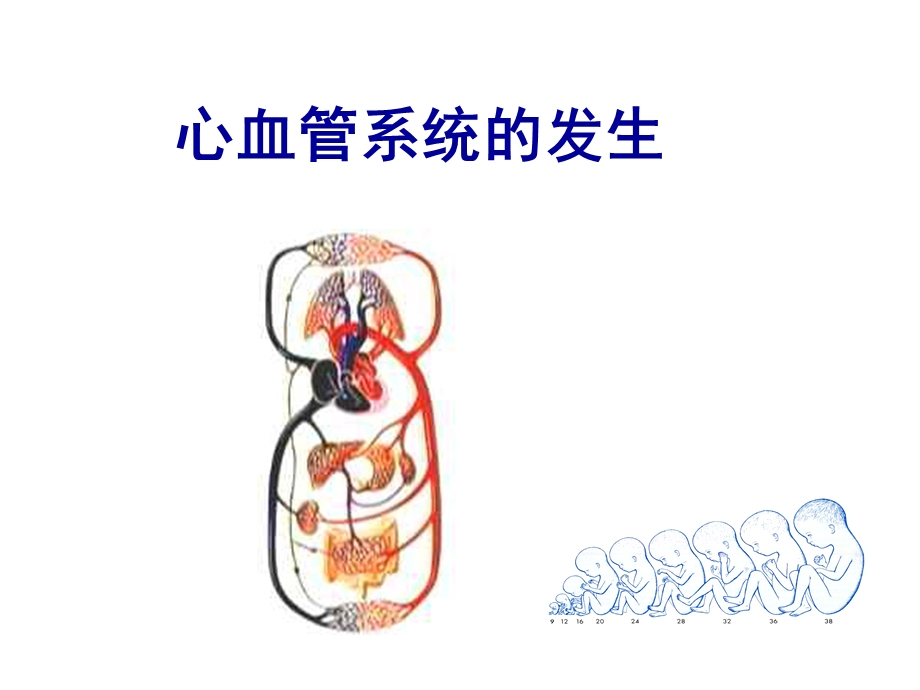 医学专业ppt课件心血管系统的发生.ppt_第1页