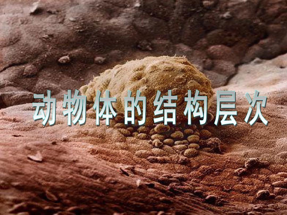 初中生物《动物体的结构层次》课件.ppt_第2页