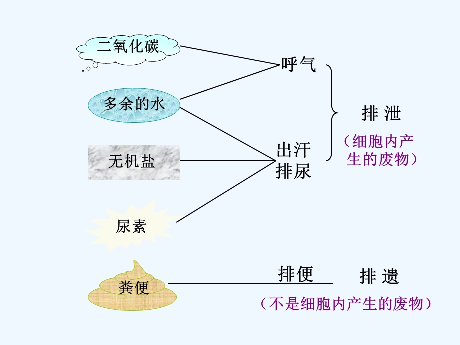 尿的形成及排出初中生物课件.ppt_第2页