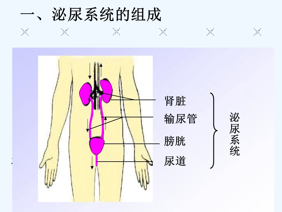 尿的形成及排出初中生物课件.ppt_第3页