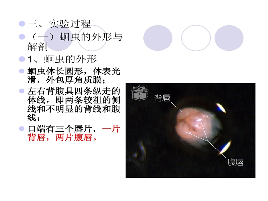 实验7蛔虫和蚯蚓比较解剖课件.ppt_第3页