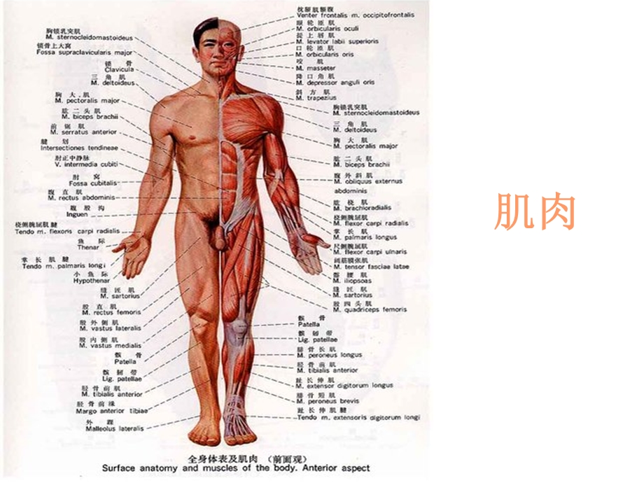 肌肉人体解剖生理学.ppt_第1页